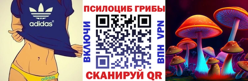 Галлюциногенные грибы Psilocybe  даркнет сайт  Новотитаровская 